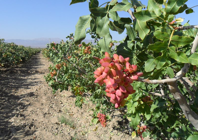 خواص پسته تازه 